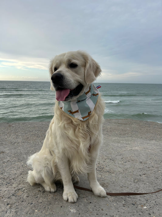 Bandana Teckel 🐾
