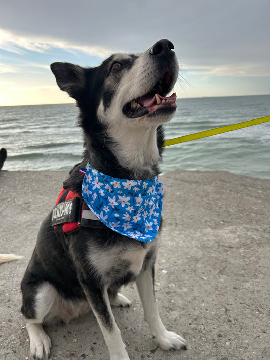 Bandana Marguerite 🌼