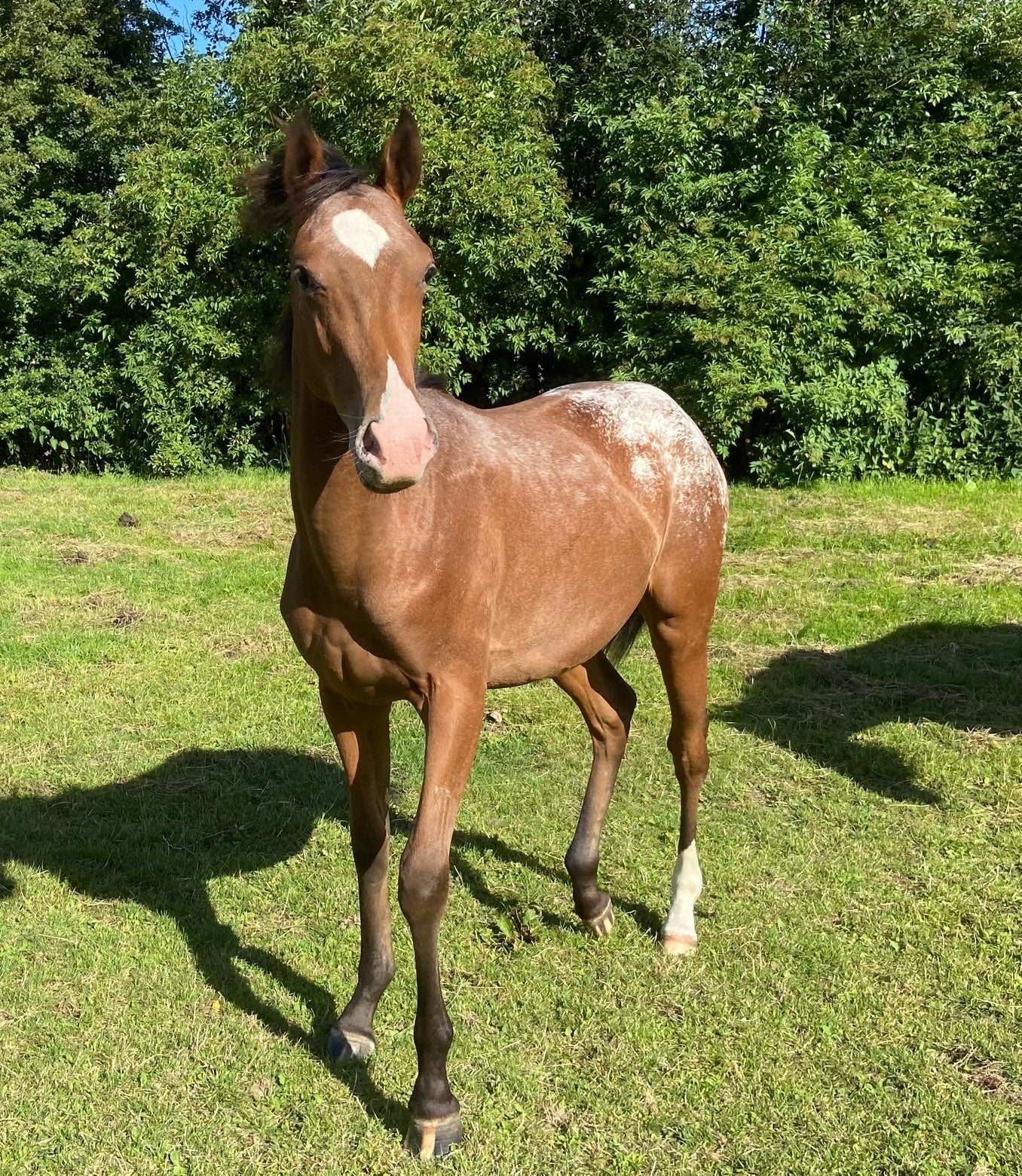 Chevaux 🐴