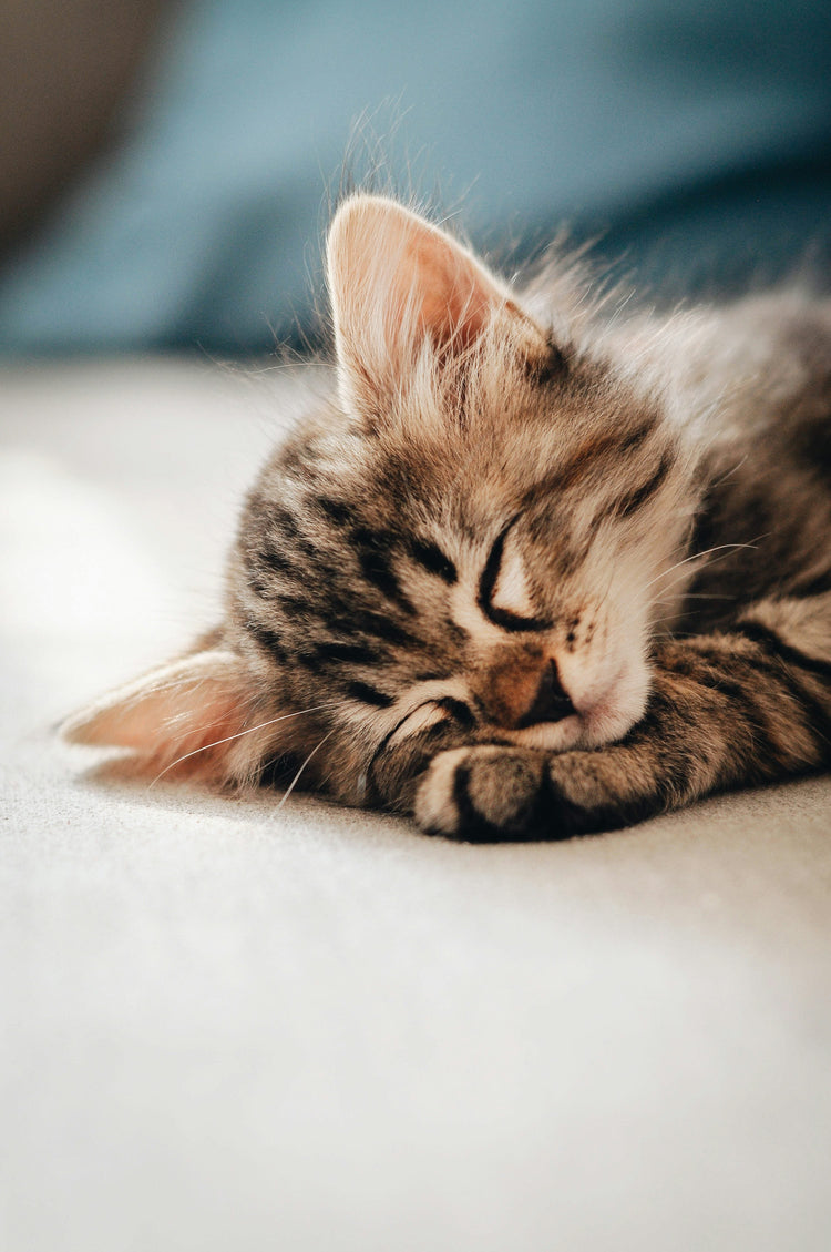 Chat 🐱