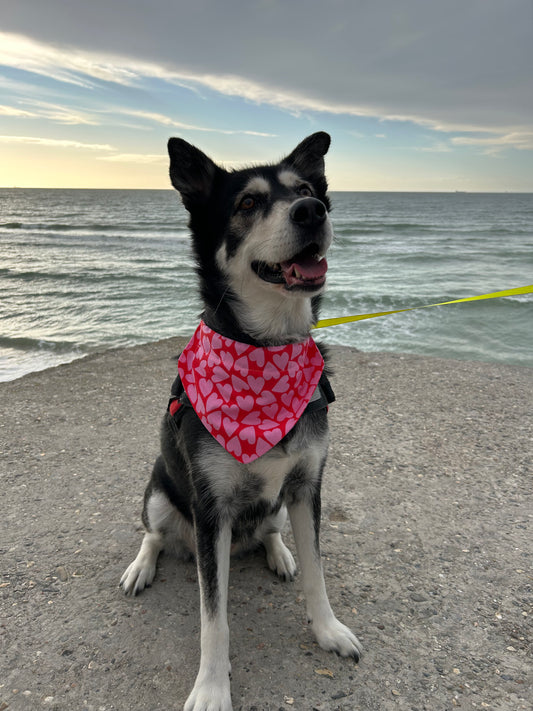 Bandana St Valentin