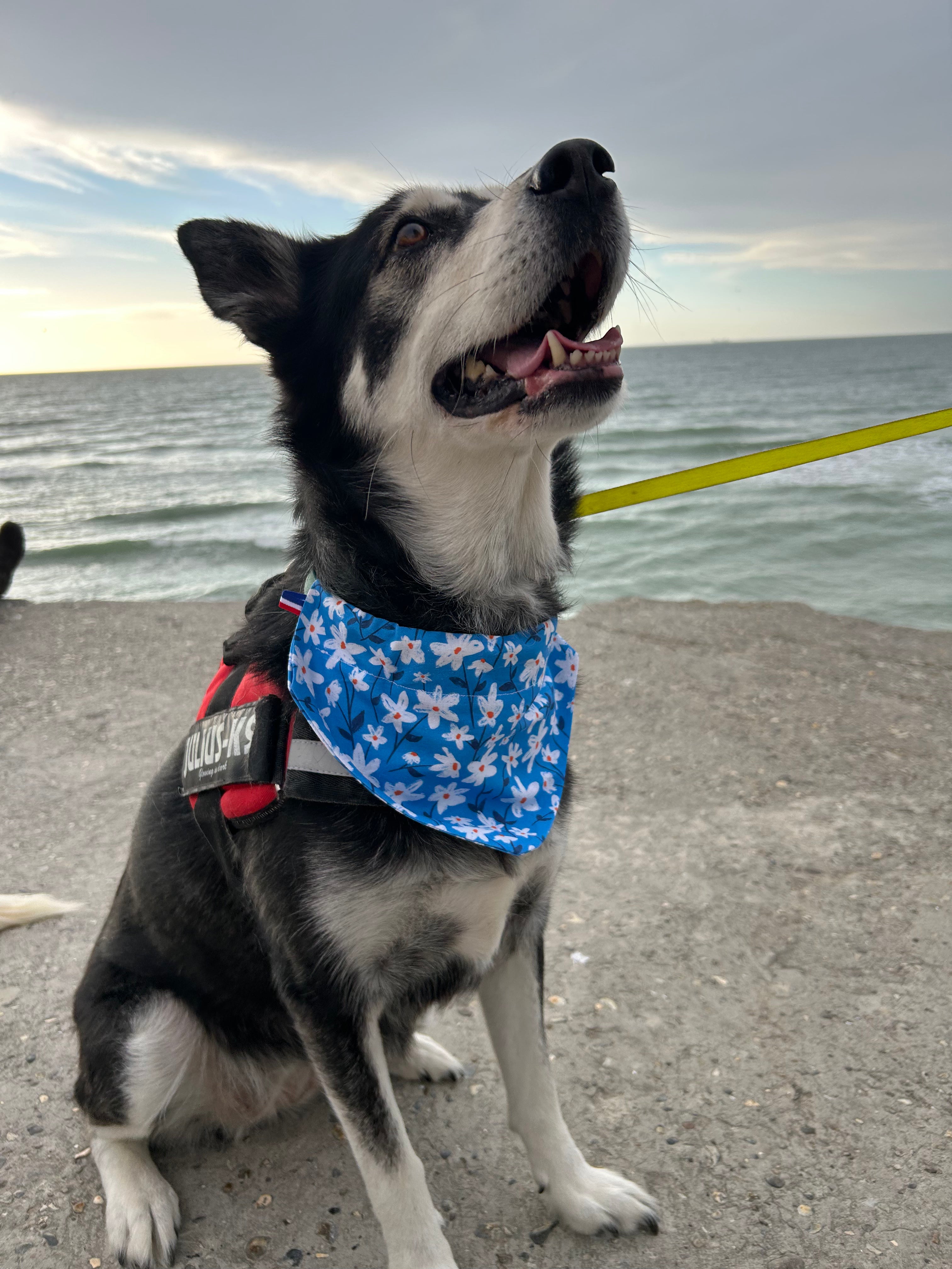 Bandana Marguerite 🌼