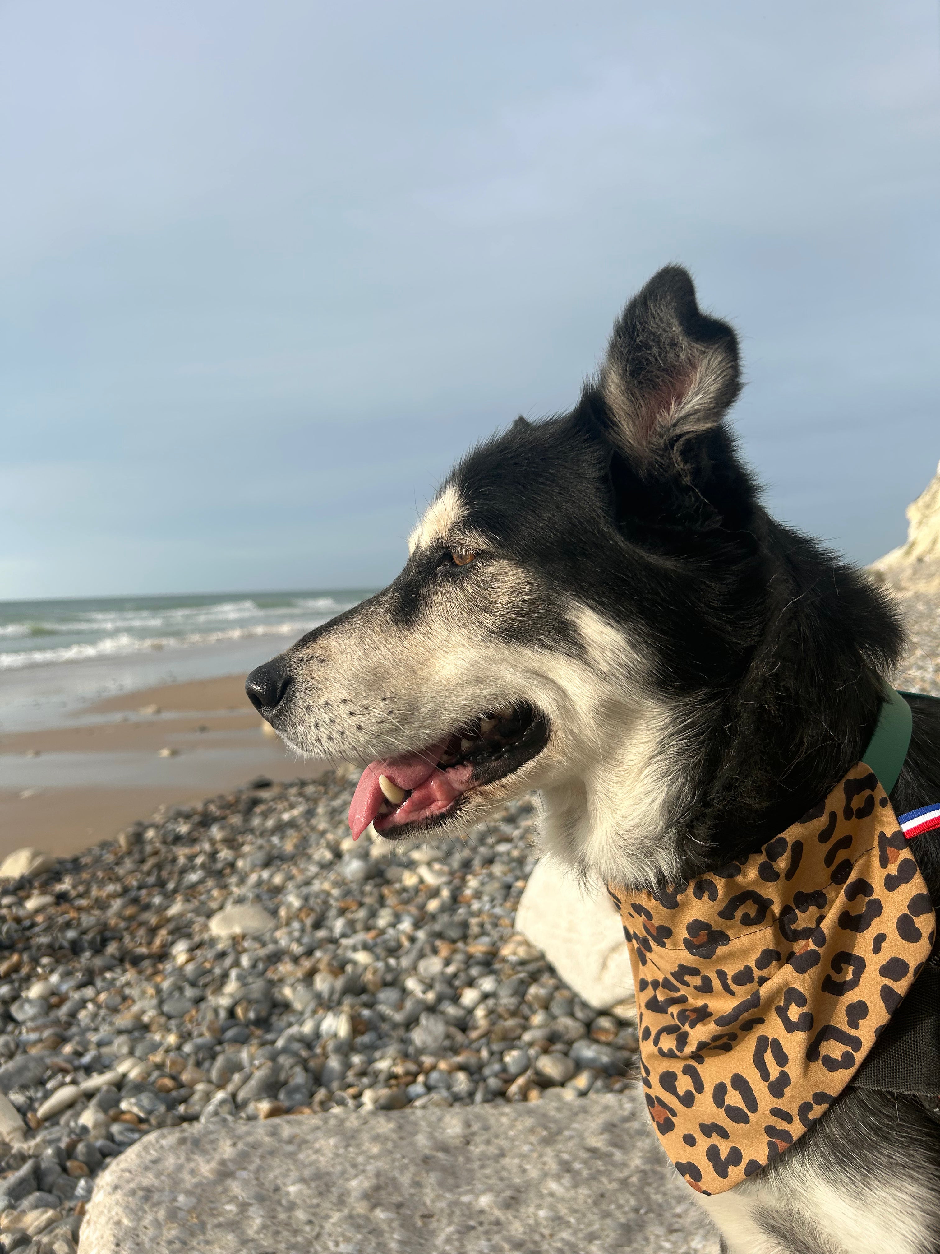 Bandana Léopard 🐆