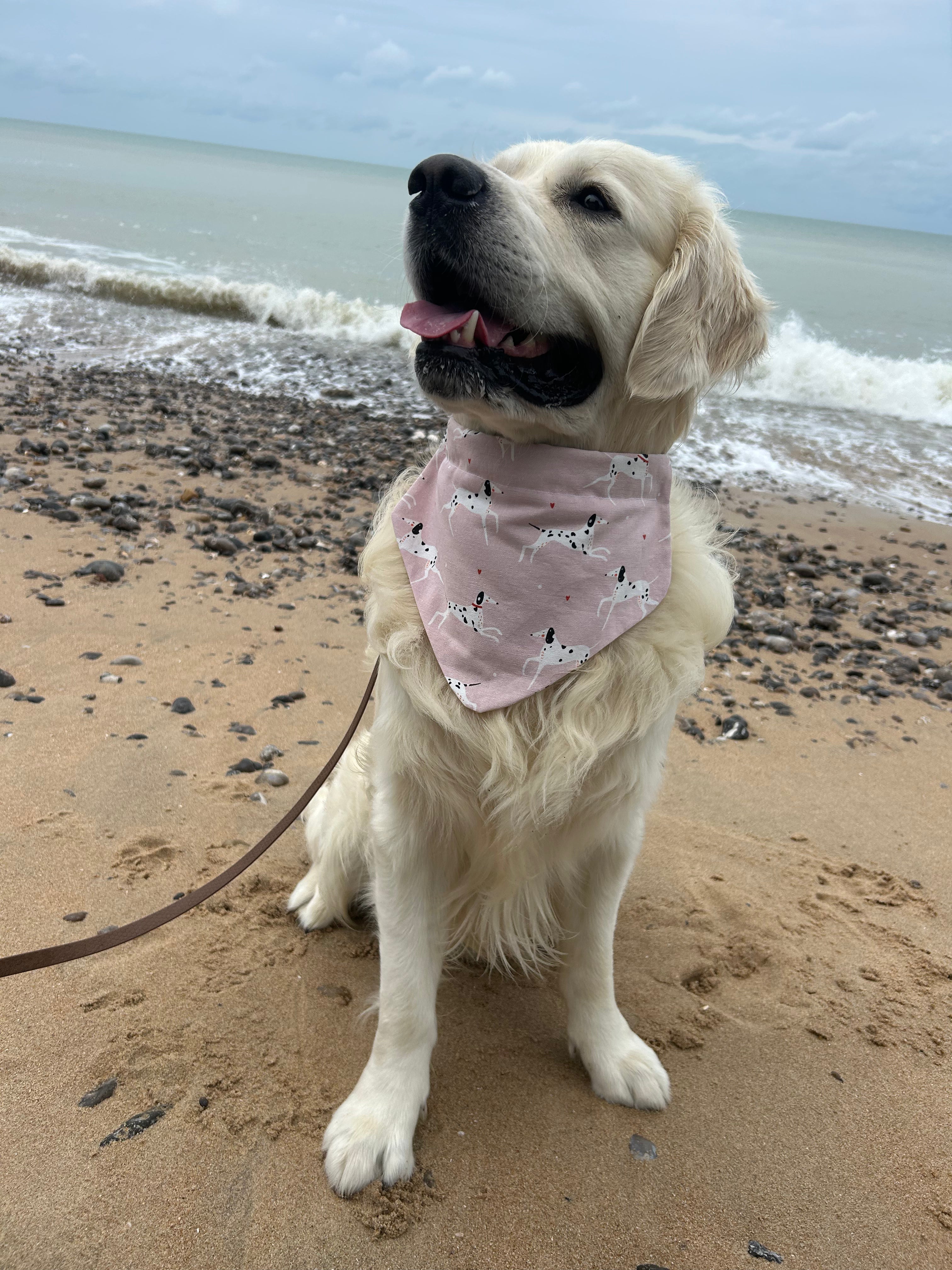 Bandana Dalmatien 🖤