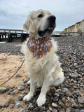 Bandana Corgi 🐶👑